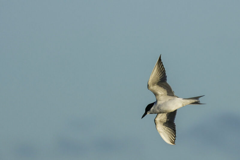 Sterne hansel en Camargue